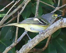 White-eyed Vireo