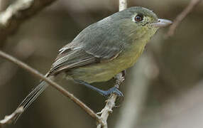 Cuban Vireo