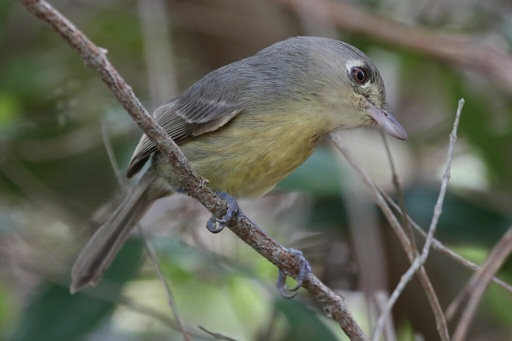 Cuban Vireo