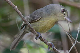 Cuban Vireo