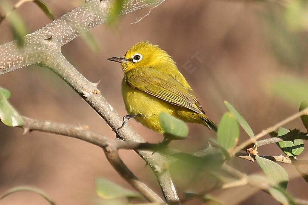 Northern Yellow White-eye