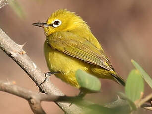 Zostérops jaune