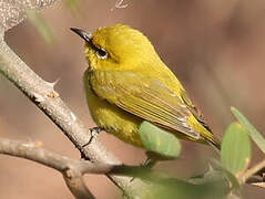 Northern Yellow White-eye