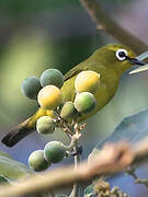 Northern Yellow White-eye