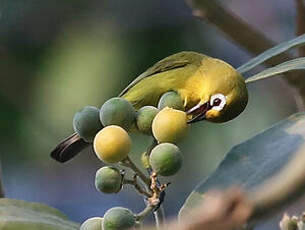 Zostérops jaune