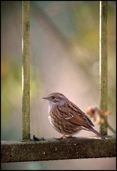 Dunnock