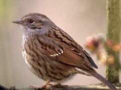 Dunnock