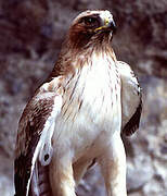 Booted Eagle