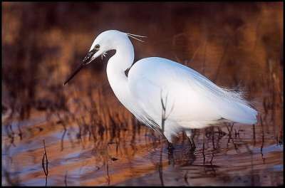 Aigrette garzette