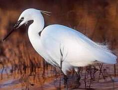 Aigrette garzette