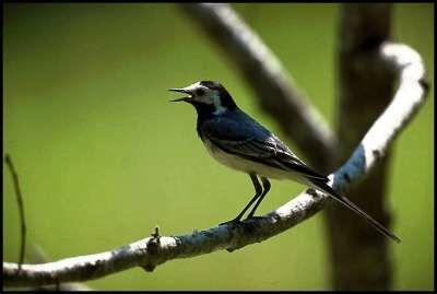 White Wagtail