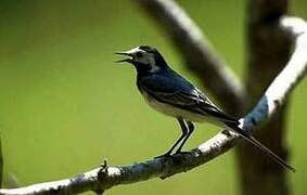 White Wagtail