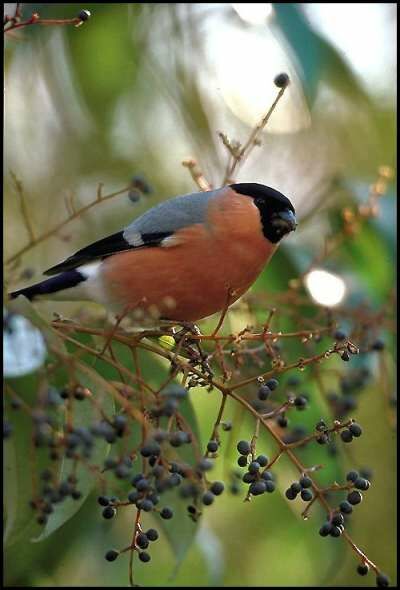 Eurasian Bullfinch