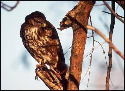 Common Buzzard