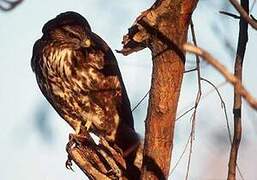 Common Buzzard