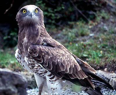 Short-toed Snake Eagle