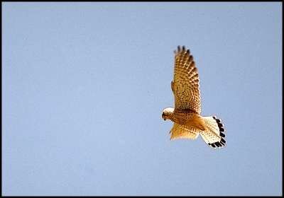 Common Kestrel