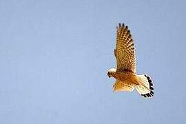 Common Kestrel