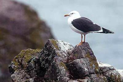 Lesser Black-backed Gull