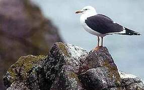 Lesser Black-backed Gull