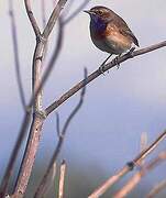 Bluethroat