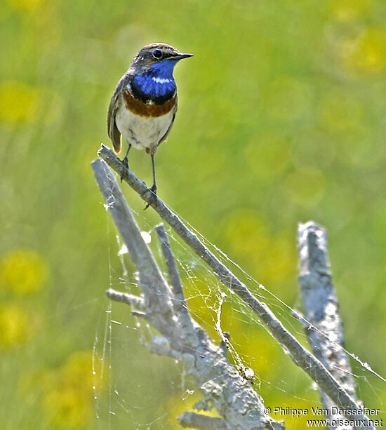 Bluethroat