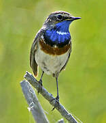 Bluethroat