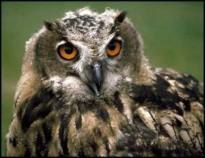 Eurasian Eagle-Owl