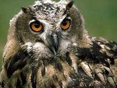 Eurasian Eagle-Owl