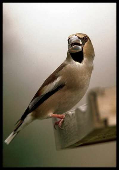 Hawfinch