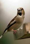 Hawfinch