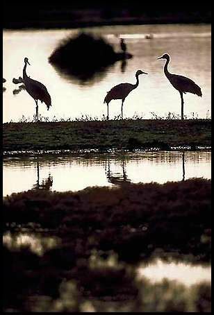 Common Crane