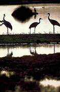 Common Crane