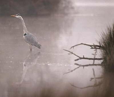 Grey Heron