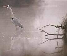 Grey Heron