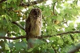 Long-eared Owl