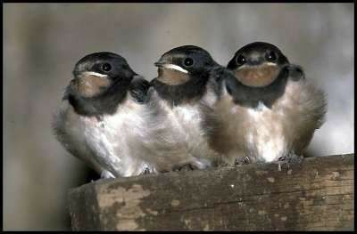 Barn Swallow