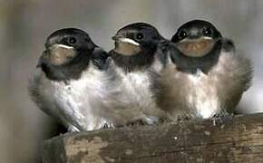 Barn Swallow