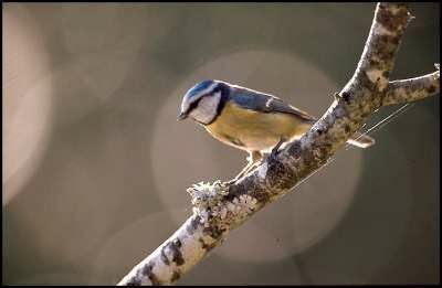 Mésange bleue