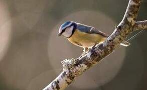 Eurasian Blue Tit