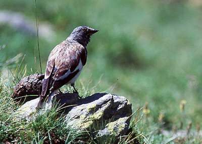 White-winged Snowfinch