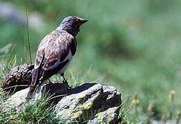 White-winged Snowfinch