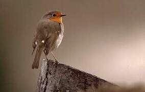 European Robin