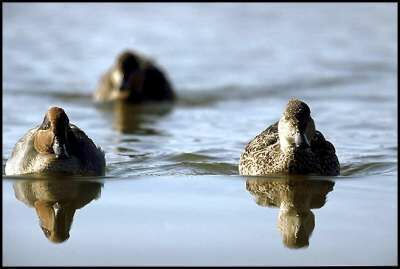 Eurasian Teal