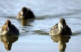 Eurasian Teal