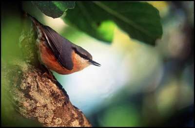 Eurasian Nuthatch