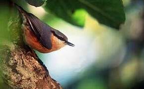 Eurasian Nuthatch