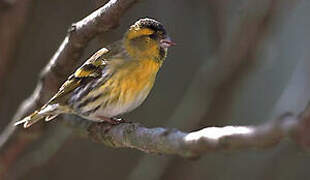 Eurasian Siskin