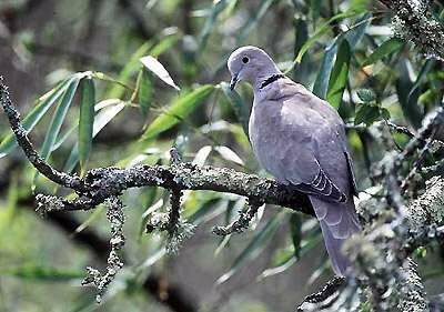 Eurasian Collared Dove