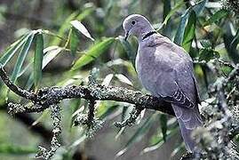 Eurasian Collared Dove